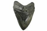 Fossil Megalodon Tooth - Just A Hair Shy Of Six Inches! #173178-1